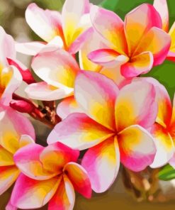 Frangipani Plumeria Paint By Numbers