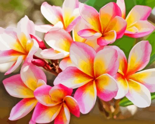 Frangipani Plumeria Paint By Numbers