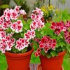 Geraniums Plants Paint By Numbers