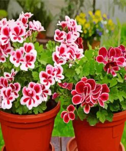 Geraniums Plants Paint By Numbers