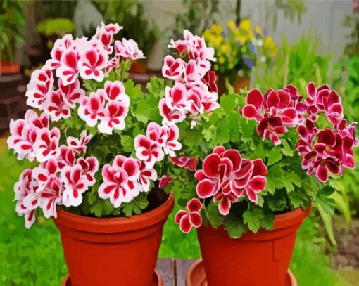 Geraniums Plants Paint By Numbers