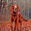 Irish Setter Paint By Numbers