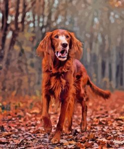 Irish Setter Paint By Numbers