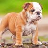 Bulldog Puppy Paint By Numbers