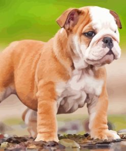 Bulldog Puppy Paint By Numbers