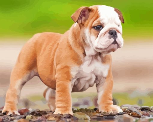 Bulldog Puppy Paint By Numbers