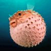 Puffer Fish Paint By Numbers