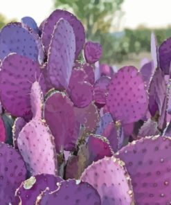 Cactus Plant Paint By Numbers