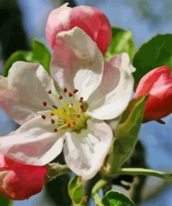 Apple Flower Paint By Numbers