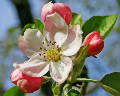 Apple Flower Paint By Numbers