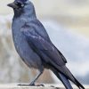 Jackdaw Bird Paint By Numbers