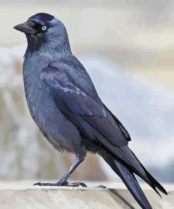 Jackdaw Bird Paint By Numbers