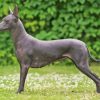 Black Xoloitzcuintle Paint By Numbers