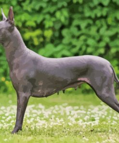 Black Xoloitzcuintle Paint By Numbers