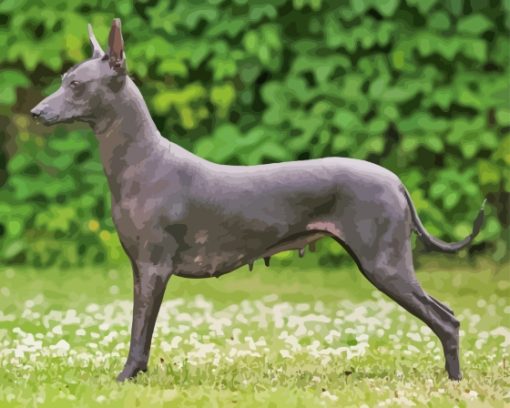 Black Xoloitzcuintle Paint By Numbers