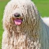 Komondor Paint By Numbers