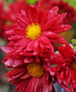 Red Chrysanthemum Paint By Numbers