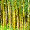 Bamboo Plants Paint By Numbers