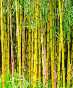 Bamboo Plants Paint By Numbers