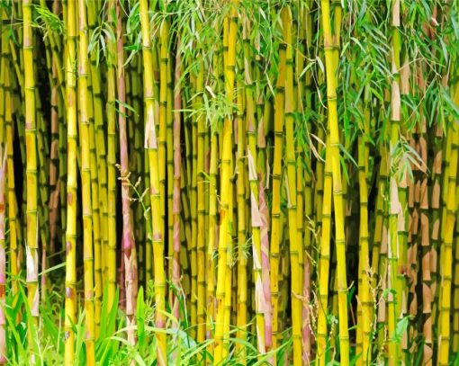 Bamboo Plants Paint By Numbers