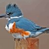 Belted Kingfisher Bird Paint By Numbers