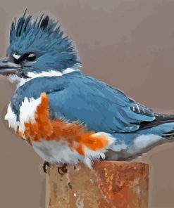 Belted Kingfisher Bird Paint By Numbers