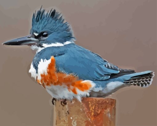 Belted Kingfisher Bird Paint By Numbers