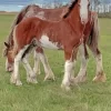 Clydesdales In Farm Paint By Numbers