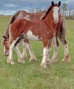 Clydesdales In Farm Paint By Numbers