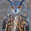 Eurasian Eagle Owl Paint By Numbers