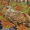 Eagle Owl Paint By Numbers