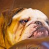 English Bulldog Paint By Numbers