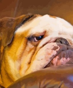 English Bulldog Paint By Numbers