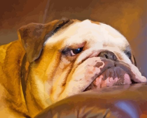 English Bulldog Paint By Numbers