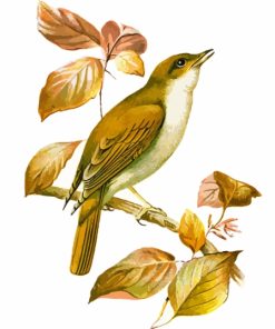 Nightingale On Branch Paint By Numbers