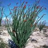 Ocotillo Cactus Paint By Numbers