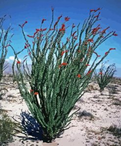 Ocotillo Cactus Paint By Numbers