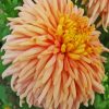 Peach Chrysanthemum Paint By Numbers