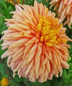 Peach Chrysanthemum Paint By Numbers