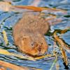 Water Vole Paint By Numbers