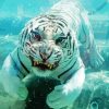 White Bengal Tiger Paint By Numbers