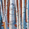 White Birches Trees Paint By Numbers