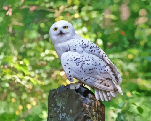 Hedwig Owl Paint By Numbers