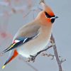 Waxwing Paint By Numbers