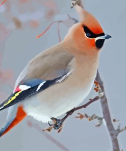 Waxwing Paint By Numbers