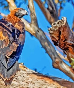 Tailed Eagle Bird Paint By Numbers