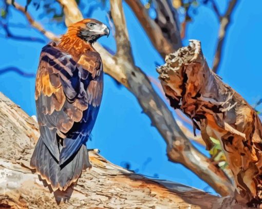 Tailed Eagle Bird Paint By Numbers