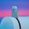 White Owl Paint By Numbers