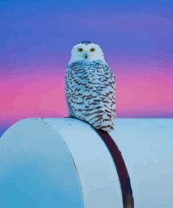 White Owl Paint By Numbers