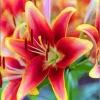 Colorful Lily Paint By Numbers